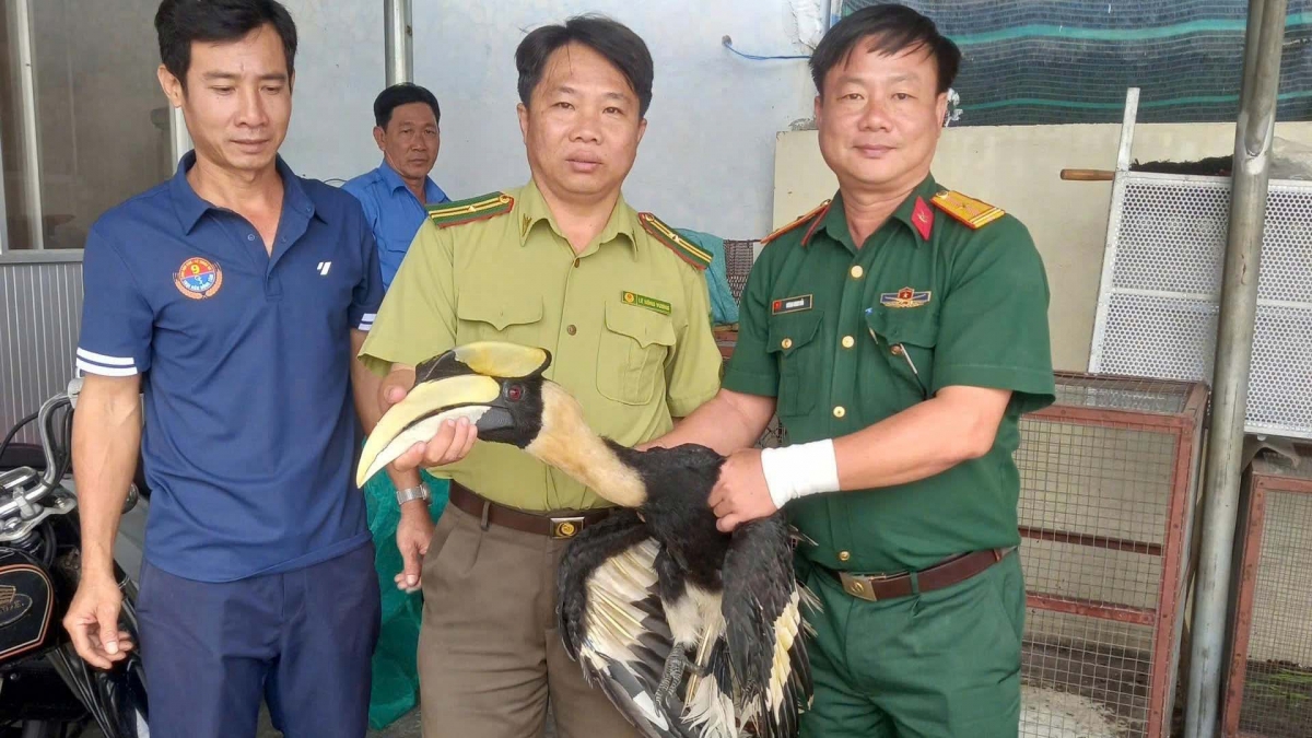 Người dân giao nộp cá thể chim Hồng Hoàng quý hiếm để bảo tồn